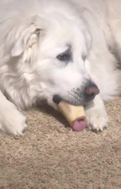 The majestic Great Pyrenees