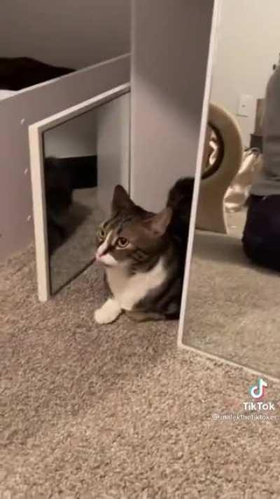 Islamaphobic cat 😾