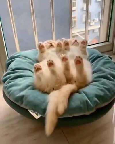 Cast Paralyze on Khajiit 1m for 10s