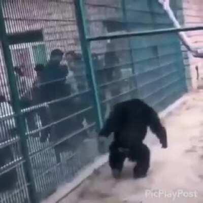 Hero monke defend home