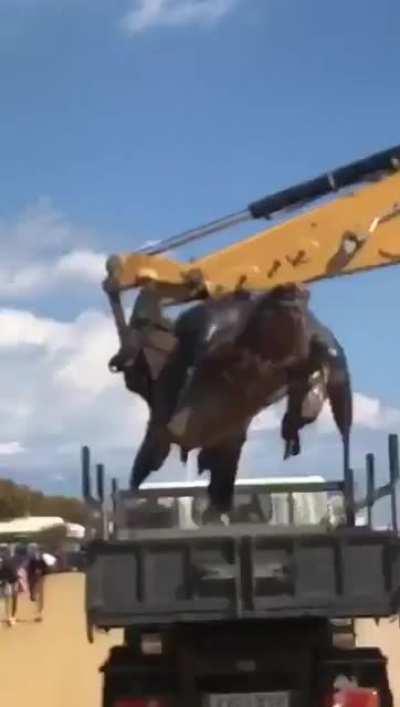 Giant sea turtle 🐢