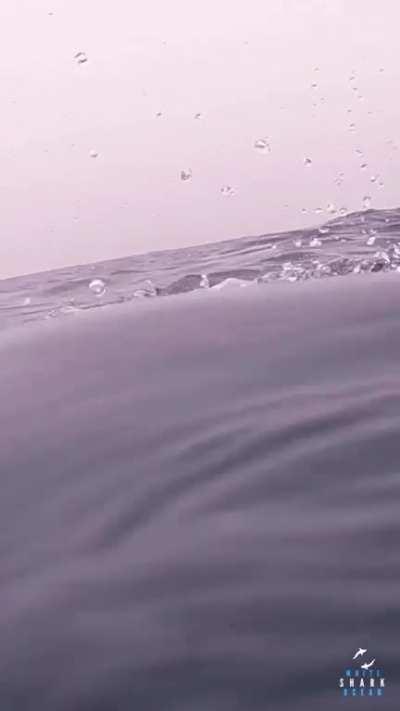 Great white appears, disappears and then....