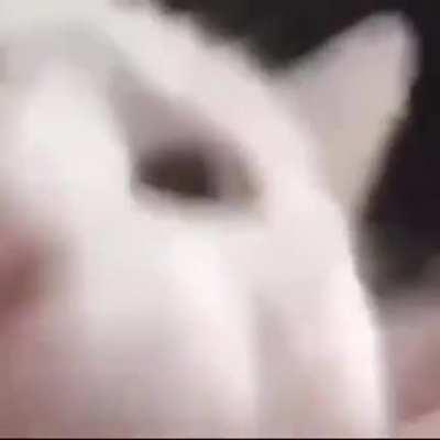 MFW Matt Champion starts rapping