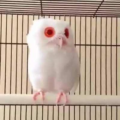 🔥 This rare albino owl.