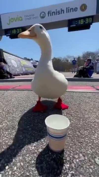 Duck runs in a marathon and gets medal