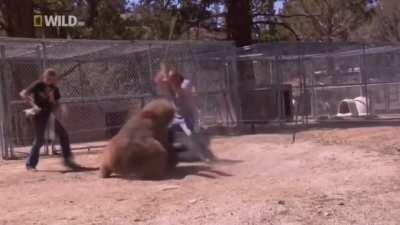 Trained bear Rocky, goes rogue and attacks guy who was stood next to him.