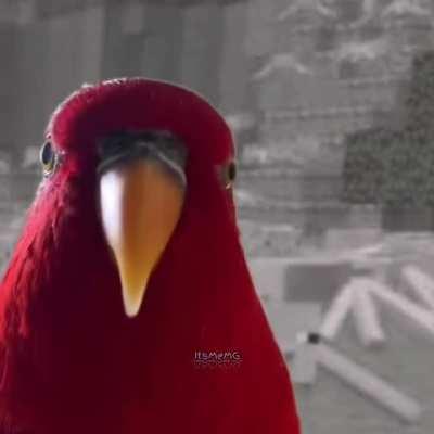 Red bird with mincraft cave sounds.