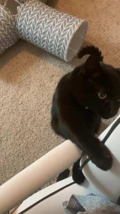 Studying cannot occur until one pets the damn cat