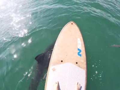Great white shark, close to 10 feet, RIGHT under my board