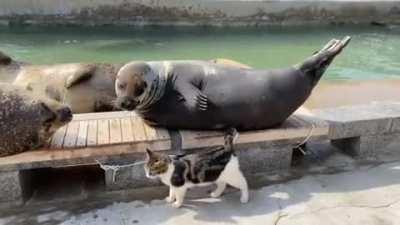 Seal gives cat a little back scratch!