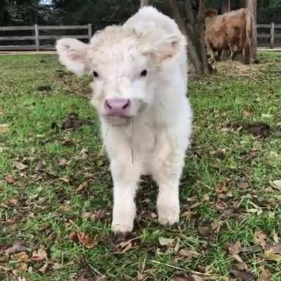 “Looks at ME! I eats hay! I’m is a big boy!