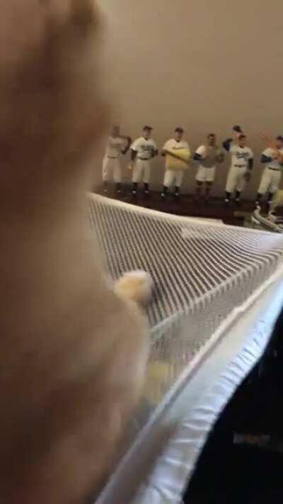 Waking Simba from a nap (with bonus sneeze squeak at the end!)