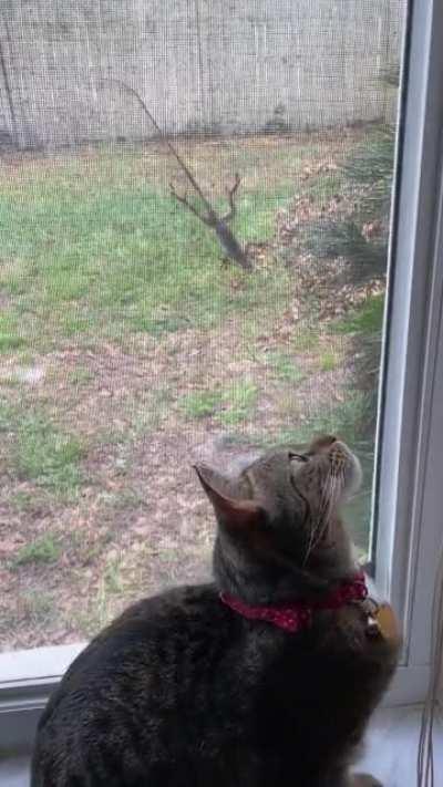 Hold my catnip till I catch this lizard!!!