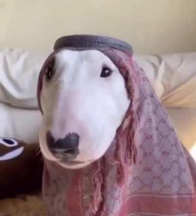 Sheikh Walter Al-Saud 😳😳