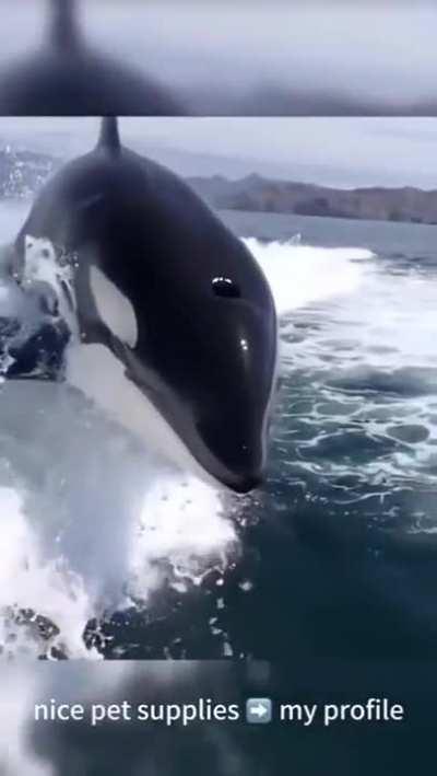 An Orca whale is chasing the speed boat