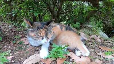 The calico cat raising her, brought me a kitten