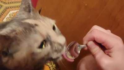 Y'all loved my squawky girl Oakley before, now she's on a vet prescribed diet and boy is she hangry!