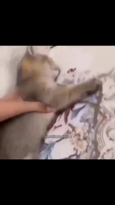 cat of the day 59 (WHY THE HECK IS HE SO SNORE)