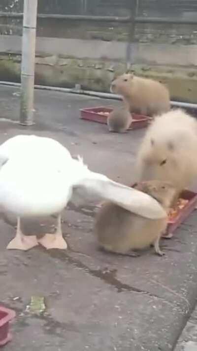 Pelícano se quiere morfar un carpincho