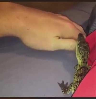 Little baby 🐊 trying to chomp