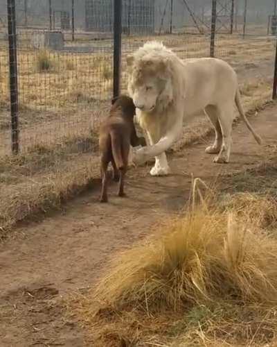Lion asking dog for forgiveness