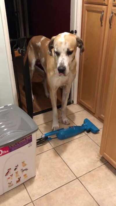 Guess I didnt need super tall baby gates when a fallen vacuum would do the job🤦🏻‍♀️ Why are Danes so ridiculous! His Maltese brother doesn’t see what the big deal is🤣 Both have crossed over the 🌈 bridge 🖤