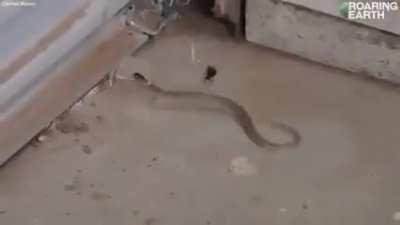 The Australian redback spider, which can trap and eat snakes more than 50 times its size