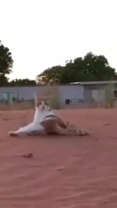 Run like the wind meow meow
