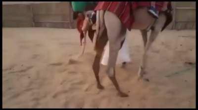 The ship of the desert