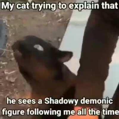 I think my cat is seeing things (・_・;)