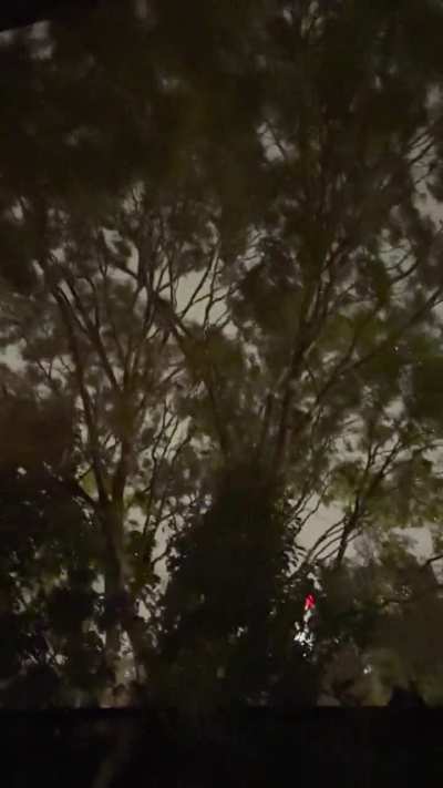 What is happening to the tree?