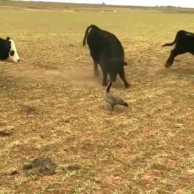 A aerodinâmica da vaca não permite