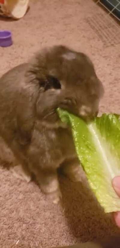 I swear I feed him! He always eats like he's starving. (Sound on for bun-smr)