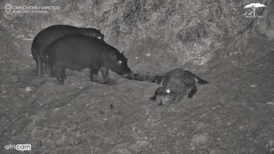 🔥Midnight Mix-Up at the Waterhole 🐊🦛