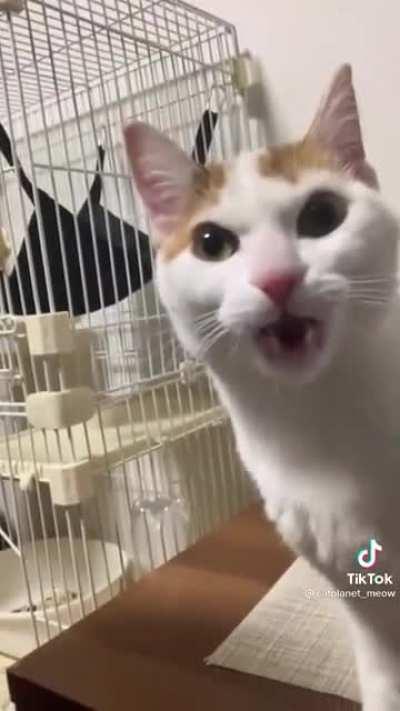 The face the cat made