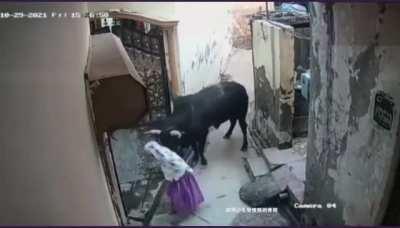 WCGW hitting a bull with a cane