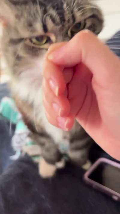 If you won’t pet me, I’ll pet me!