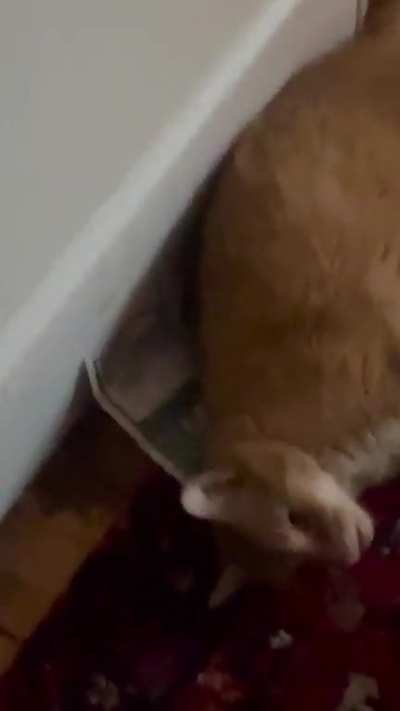 Leo talks a lot when I stand in doorways. He’s not at his chattiest here, but still.