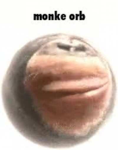 monke orb