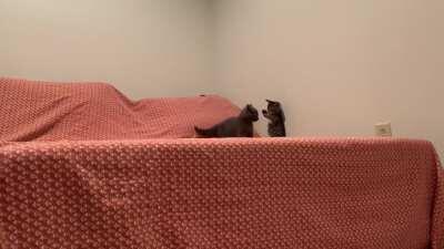 Illegally smol sibling cat battle. Very fierce!