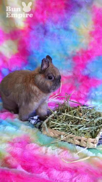 Little Bun Looking For Lunch Companion