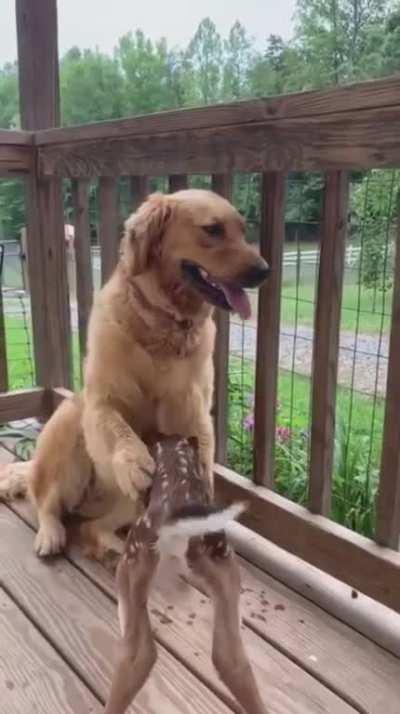 The Dog and the Deer