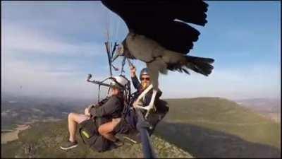 Zombified vultures make much worse travel companions.