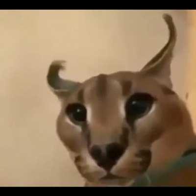 Big floppa callin. Will you answer?