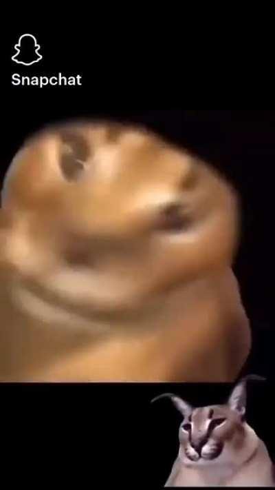 My friend sent me this and I am happy to know he is a floppa fan