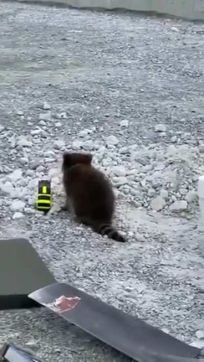 Weird looking Cat becomes man's best friend.