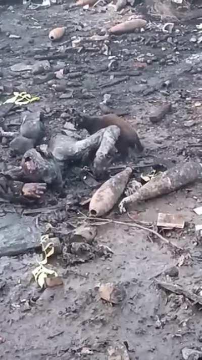 A breathtaking video shows an amazing and adorable Ukrainian cat feeding on the fully dismembered corpse of a Russian soldier.