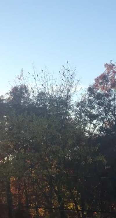 many birds wish death upon me