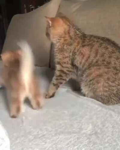 Training the fighting skills