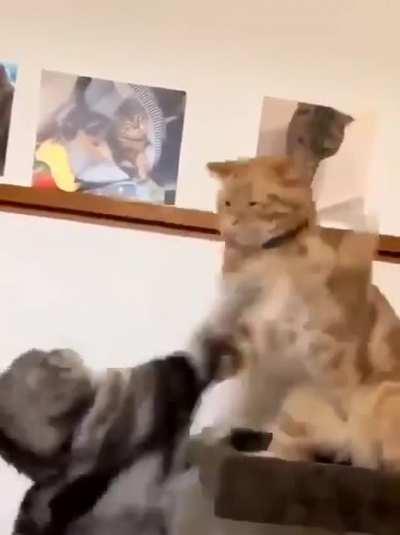 They are best friends